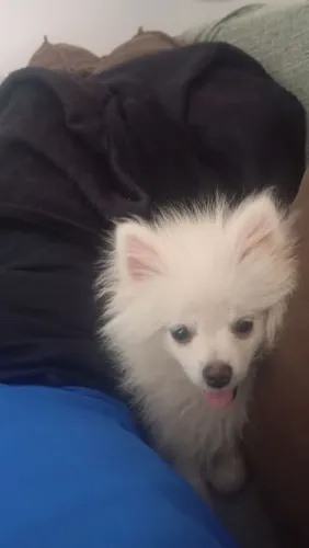 Lulu da palmerania 