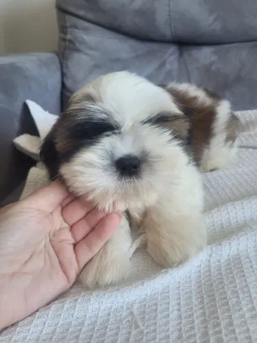 Shihtzu macho. Dois meses de vida. Vacinado. Iremos morar em apto não permite pet.