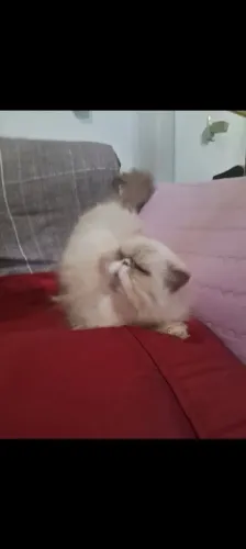 Gato  Persa 