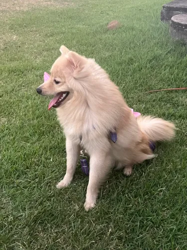 Spitz alemão