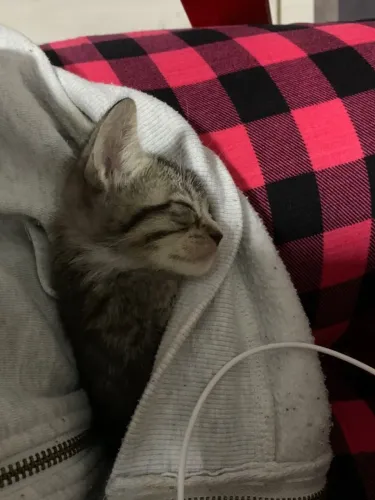 ADOÇÃO RESPONSÁVEL DE GATINHO