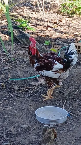 Galinha sertaneja balão GSB 