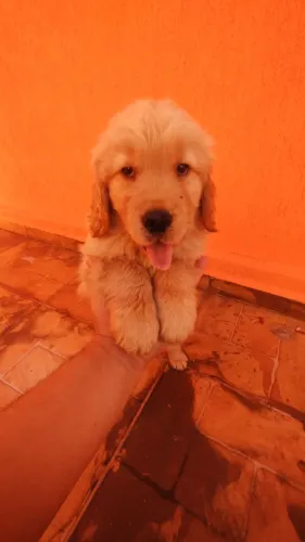 Golden Retriever filhote