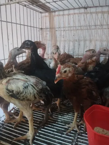Franguinhos índio gigante com galinha caipira pura da panela amare