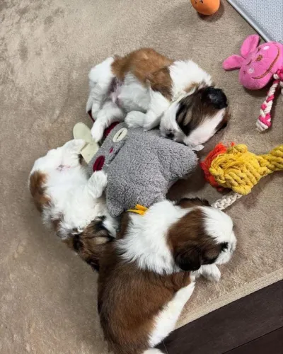 Filhotes de Shih Tzu | Amigos para sempre.