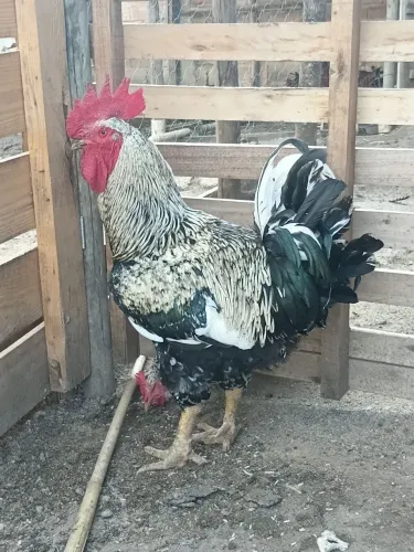 Vendo galo sertanejo balão (GSB)