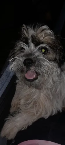 Cachorra fêmea -filhote