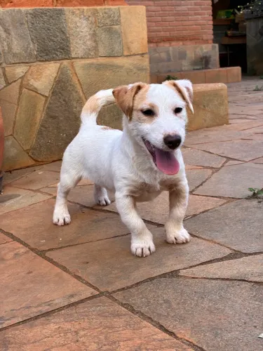 Filhote Jack Russell Terrier Broken