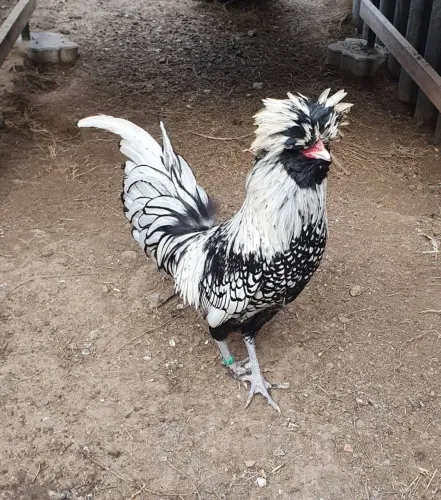 Ovos galado de galinha Polonesa 