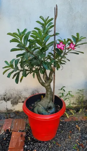 Rosa do deserto vermelha. Contato: *