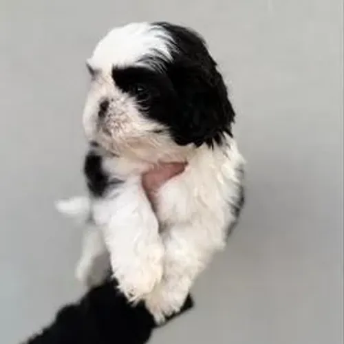 Lhasa Apso,Lhasa Apso Filhote Linda Linhagem Disponível