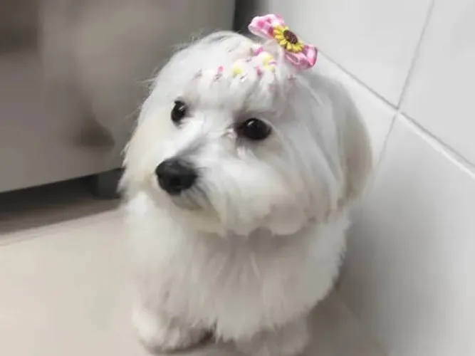 Minha filha está doando a Princesa dela, chamada Bella, Maltês.