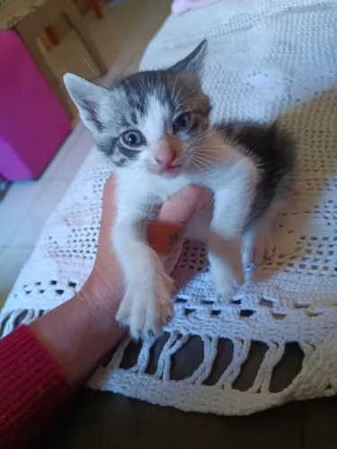Gatinho macho doação