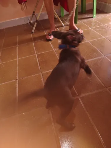 Estou doando uma cachorrinha vira-lata linda com cama casinha de cachorro corrente e cole