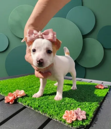 Pinscher Fêmea Incrível