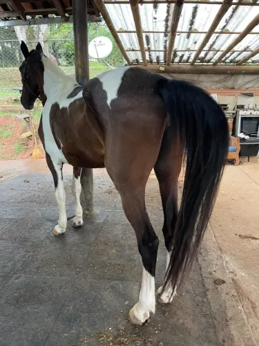 Cavalo Egua Mangalarga Pampa de Castanho