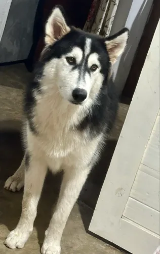 Cachorro  husky siberiano 