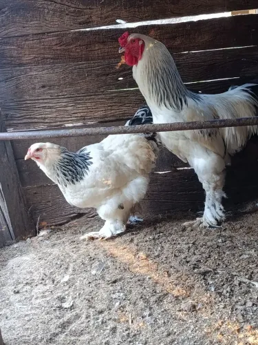 Ovos