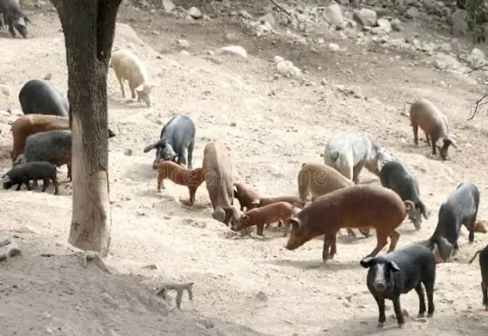 Doação de porcos