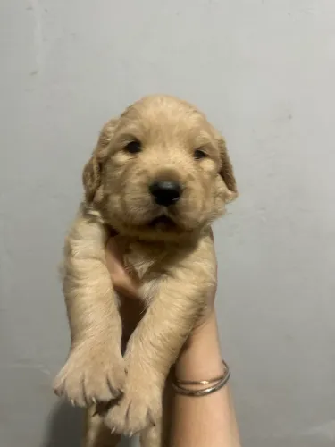 Golden Retriever com pedigree