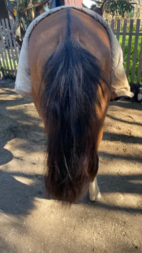 Vendo cavalo puro só não foi feito documento 2.8 anos manso bom de laço