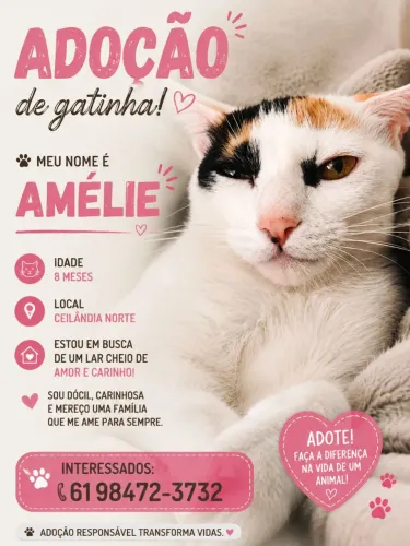 Doação de gatinha ?