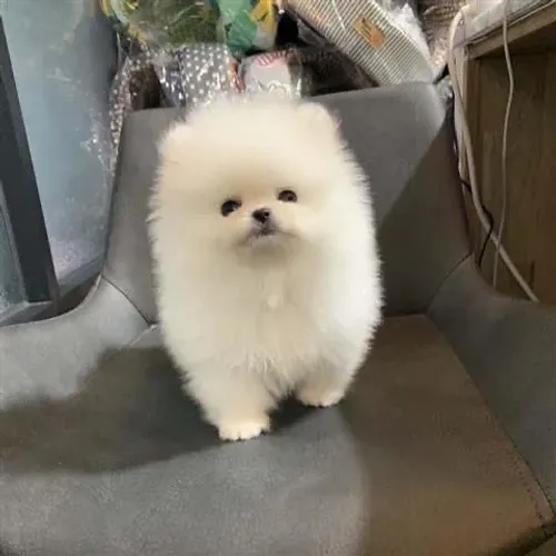 Lulu da pomerania com 55 dias - pedigree 