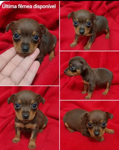 Pinscher 0