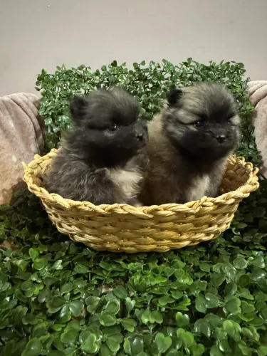 Lindos filhotes de Spitz alemão 