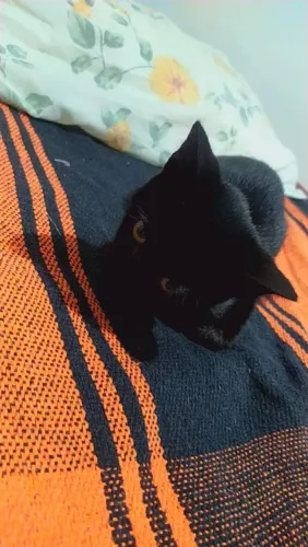Doa-se gato macho