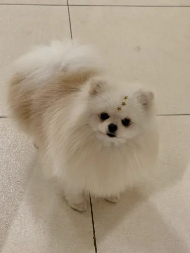 Lulu da pomerania