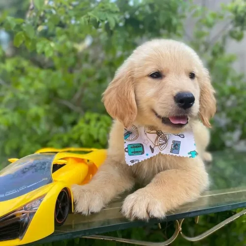 Filhote de golden com.pedigree