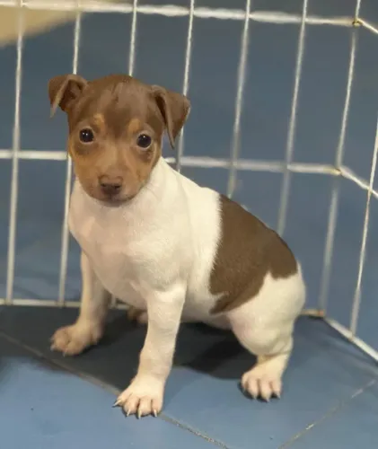 Fox paulistinha com pedigree CBKC - Terrier brasileiro filhote puro