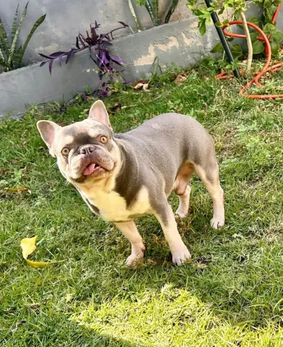 Bulldog Francês Lilac Tan