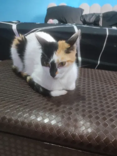 Gatos adultos