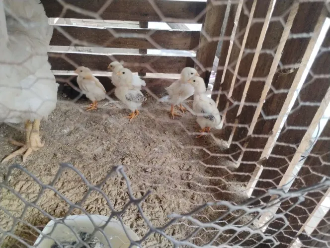 Vendo pintinho caipira