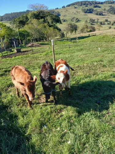Terneiros 2 fêmea 1 macho a venda