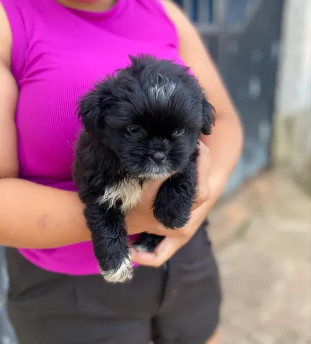 Shih tzu com poodle