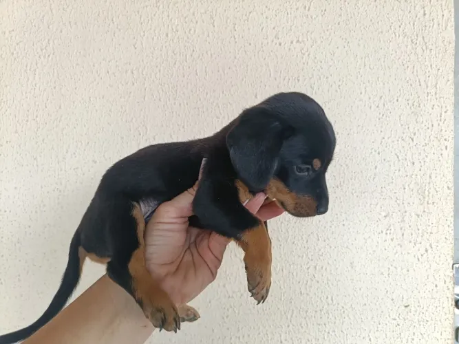 Cofap basset