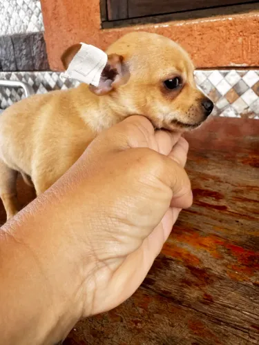 Macho Chihuahua 