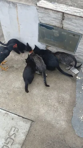 Gatos Pequenos doação 