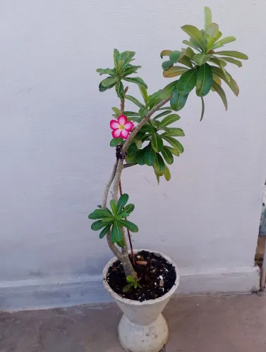 Vendo Rosa do Deserto grande