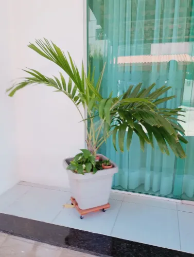 Palmeira no vaso