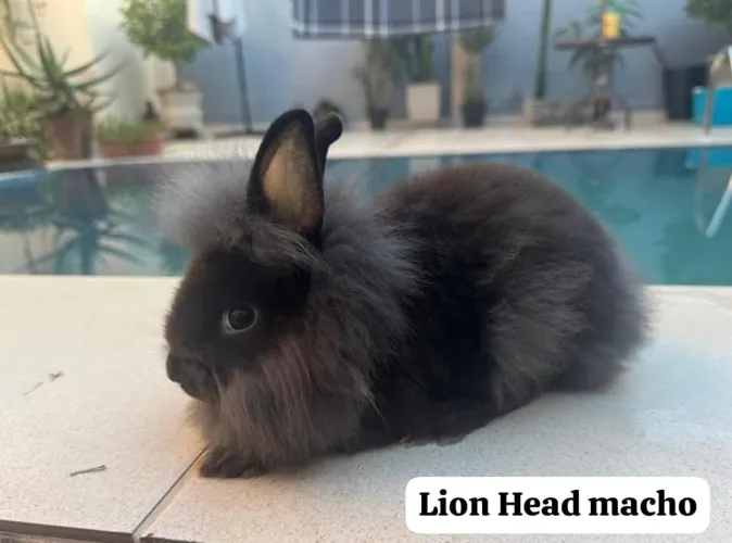 Mini Coelhos LION HEAD