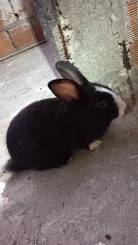 Filhote de Coelhos 