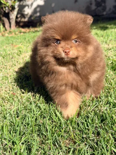 Spitz alemão Macho