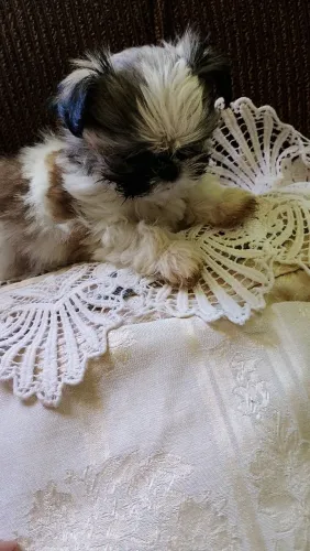 Shitzu fêmea micrinha 