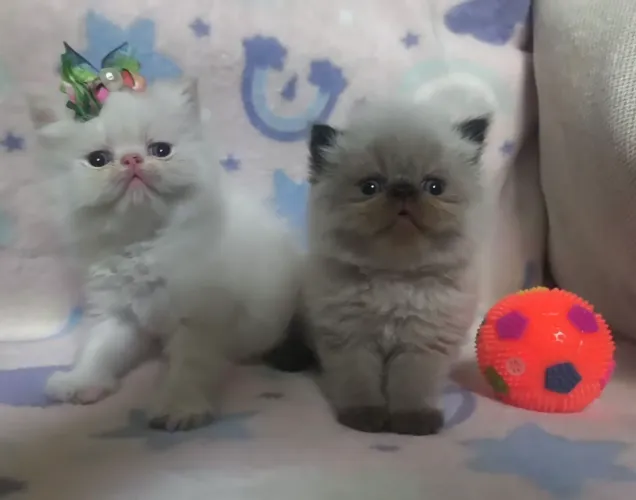 Gato persa e himalaio fêmeas e machos