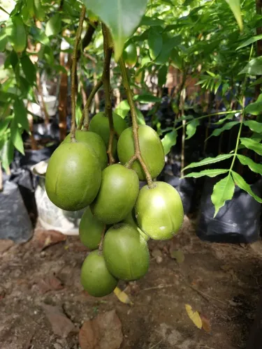 Frutíferas 