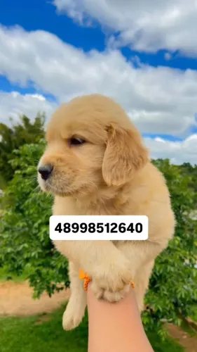 DOAÇÃO GOLDEN